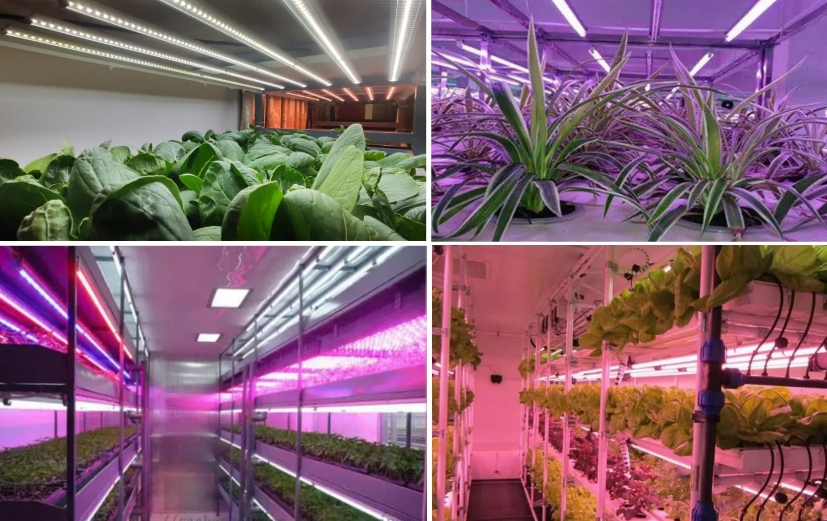 Размислувања за избор на водоотпорни куќишта за LED цевки во осветлување на растенијата